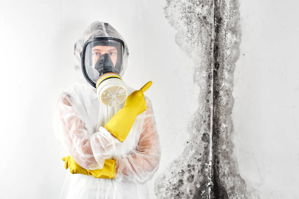 Reliable Madisonville, TN Mold Removal & Remediation Solutions